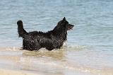 BORDER COLLIE 1609